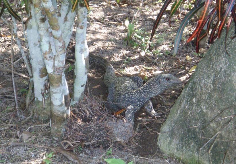Varani spazzini, noci di cocco, rattan e altri pericoli!